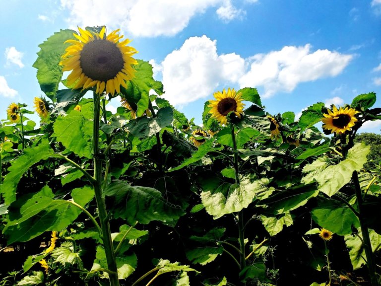 117390730 627676134543428 2933151282524988894 o 768x576