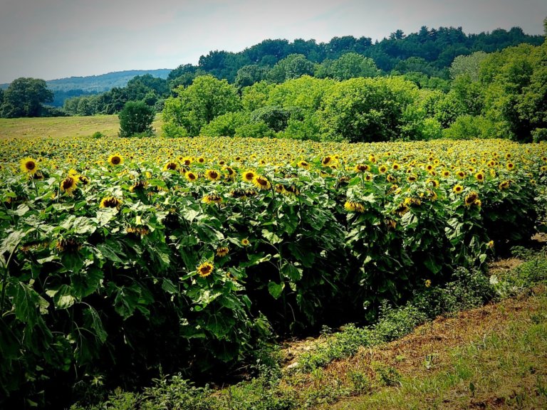 117414239 627676911210017 4111346437331393443 o 768x576