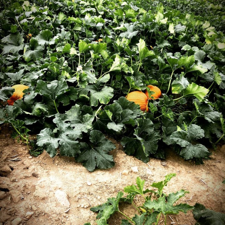 118011837 639099530067755 6498391977721712238 o 768x768