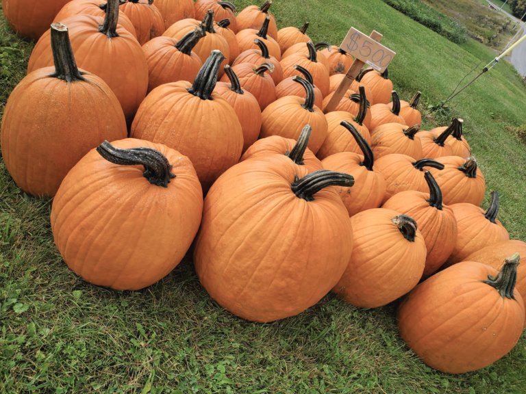 70921668 425816158062761 8126584973122600960 o 768x576