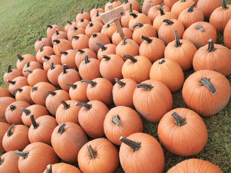 71043139 425816288062748 3753817587255869440 o 768x576