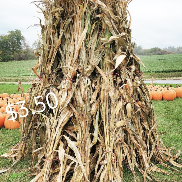 71475832 431107594200284 6846647507317948416 o 768x768